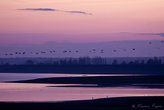 Vol de grues à Montier en Der