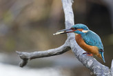 Dernier regard du petit poisson