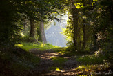 Chemin en Charente