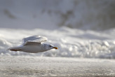 Vol du goéland au-dessus des vagues