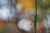 hgalerie-insecte-48.jpg