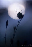 vgalerie-insecte-25.jpg