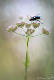 vgalerie-insecte-59.jpg