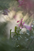 vgalerie-insecte-70.jpg
