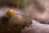 Sous-bois