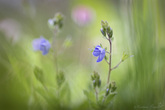 hgalerie-flore-50.jpg