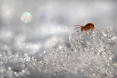 Coco à l'âge de glace