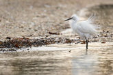 galerie-oiseaux-aigrette.jpg