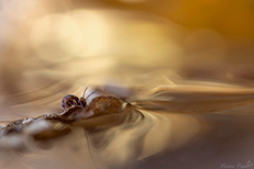 Publication Florilège 2025 Martine Propice