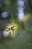 h2a8902-1920px-s2.jpg