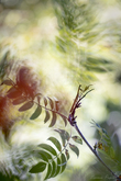 Mante dans le sorbier des oiseaux